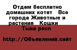 Отдам бесплатно домашних котят - Все города Животные и растения » Кошки   . Тыва респ.